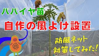 パパイヤ栽培㏌名護(^^♪強風でパパイヤが枯れそうになっていたので防風ネットしてきました!!古宇利島の青パパイヤ栽培も継続中!!