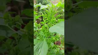 Best medicine for skin issues - Kuppaimeni plant / Acalypha Indica | #shorts