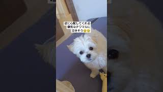 心配！体調不良でも健気に気遣うチワマルに涙…🥺🥹 #チワマル #子犬 #パピー #shorts