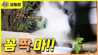 새끼냥이에게 위협적인 공격을 하는 어미고양이 A mother cat that attacks a kitten threateningly