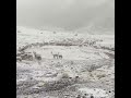 llamas in peru