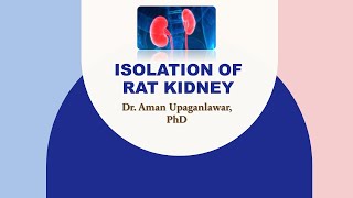 Isolation of Rat Kidney