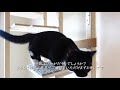 黒白ミヌエットのうに（猫）と手作りキャットタワー uni plays on handmade cat tower.