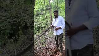 indian rat snakeधामिन (रैट स्नेक) एक सांप है जो मध्यम आकार से लेकर  बड़े आकार के होते हैं।#koraput