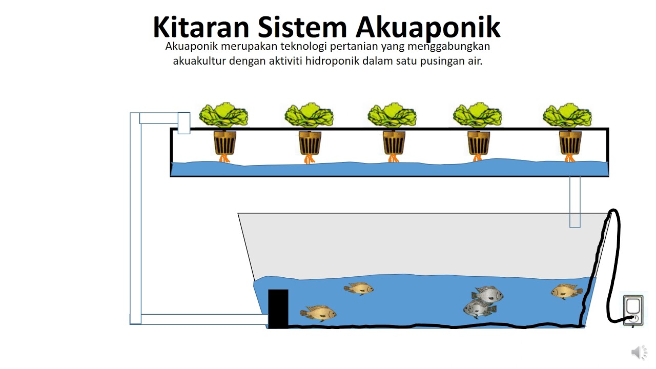 Kitaran Sistem Akuaponik RBT Tingkatan 2 - YouTube