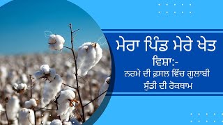 Mera Pind Mere Khet | ਨਰਮੇ ਦੀ ਫ਼ਸਲ ਵਿੱਚ ਗੁਲਾਬੀ ਸੁੰਡੀ ਦੀ ਰੋਕਥਾਮ  | 04 August 2022 | DD Punjabi