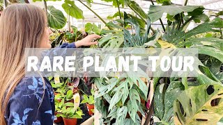 Deans Garden Centre, York - Rare House Plant Tour UK | Cheap Rare Plants