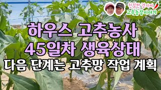 하우스 고추농사 45일차 생육상태 (강원도 영월이래요)