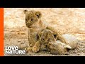 Lioness Surprises Cameraman with 3 Hidden Cubs | Love Nature