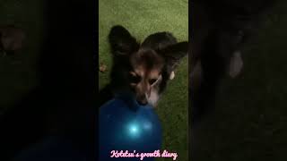 【パピヨンとコーギーのミックス犬】愛犬とお庭遊び [Papillon and Corgi mix dog] Playing in the garden with your dog