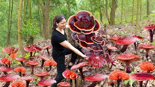 Harvesting Lim Mushroom | Best Minced Meat Cooking Recipe,  Stew With Gourd Goes To The Market Sell