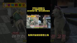 狗狗至少被棄養3次，主人領養後性情大變，訓犬師對症下藥開導主人，成功化解狗狗委屈#汪星人 #狗 #萌寵 #動物