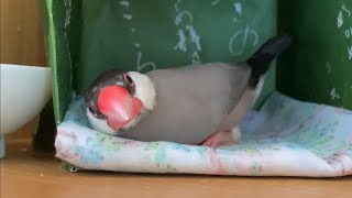 リラックスし過ぎてペッタンコのまま戻らなくなった文鳥  あずき  Java sparrow