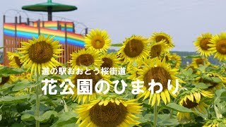 道の駅おおとう桜街道花公園でひまわりをみてきた。