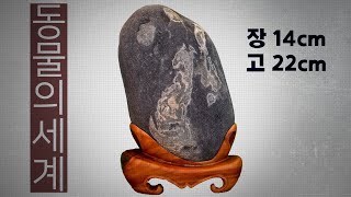 [수석소개 #22] 동물의세계 / 정선 / 영월 / 수석 / 박영식 / 우석의수석이야기 / 동강 / 탐석