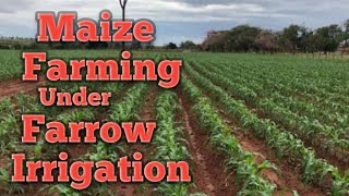 How to plant maize under farrow irrigation.