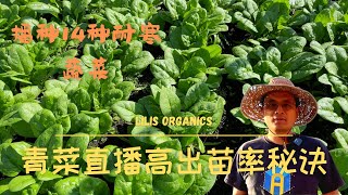 青菜直播高出苗率的秘诀，播种14种耐寒蔬菜 ｜ The secret of high seedling rate of sowing leaf vegetables