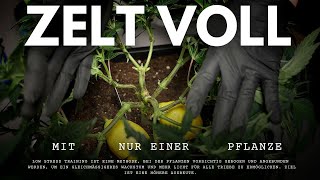 Maximaler Ertrag – So füllst du dein gesamtes Zelt mit Low  und High Stress Training