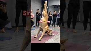 my smart dog show some skill in gym #funny dog #funny #trending short