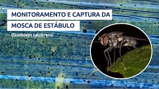 Monitoramento e Captura da Mosca-do-Estábulo (Stomoxys calcitrans) Confira os Resultados!