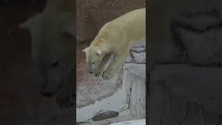 危険なダイブ💗シロクマのホウちゃん【天王寺動物園】#Shorts