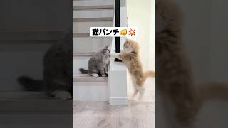 じゃれ合うラガマフィン子猫兄弟♫