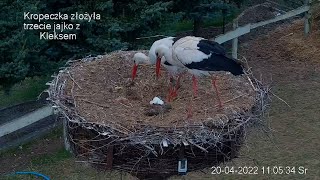 Klekusiowo ~ trzy jajka pod opieką Kropeczki i Kleksa 🥚🥚🥚 💞