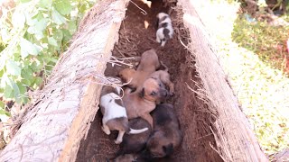 Rescue 8 poor puppies living in the trunk of a coconut tree when their mother is gone