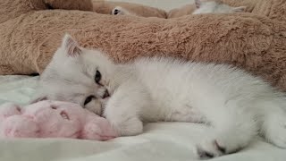 Ruby is Relaxing with Her Favorite Toy!