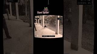 Scariest things caught on camera 📸🤳 || Giant Spider #shorts #giant #scary