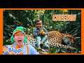 CHEETAH SOUNDS 🎶 | Listen to the Sound of Cheetahs with Real Videos 🎥 for Kids 🧒  Animals for Kids 🐆