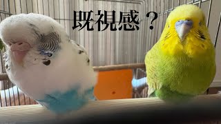 【既出？】セキセイインコ一家  #vlog #セキセイインコ