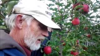 Pop's Perspective:  Apples - Fuji, Pink Lady and GoldRush