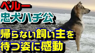 【忠犬ハチ公】帰ってこない飼い主を待ち続けて…～ペルー～