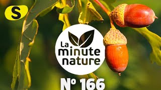 COMMENT MANGER DU CHÊNE ? (No 166)