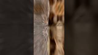 Shorts Animal Videos 28 M -- Raccoon Noises #shorts
