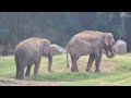 a day at mysore zoo one of the oldest and best zoo in india mysore vlogs