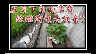 20230523五月下旬的草莓該繼續還是該放棄