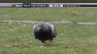 Pigeon Plays Special Teams for the Raiders in 2009 | NFL