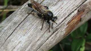 Gele hommelroofvlieg – Laphria flava - Annelies van Klinken