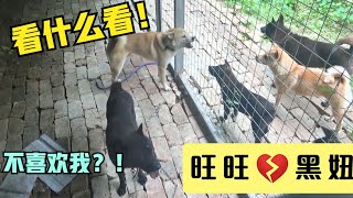 给田园犬旺旺精心安排的婚事，羡煞旁狗，而它却无动于衷！