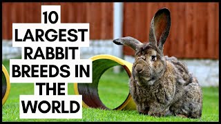 10 Largest Rabbit Breeds in the World
