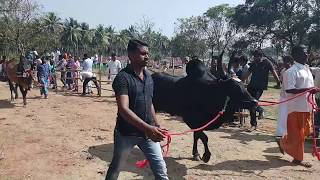 Kangayam Bulls @Pollachi Samathur Show 2018 Stud Bulls