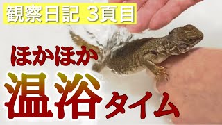 便秘解消！スッキリ解決！運動しながら温浴するよ【サバクトゲオアガマ】