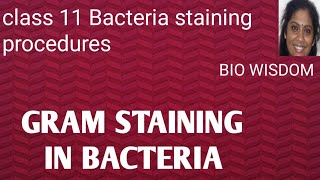 Gram staining in Bacteria