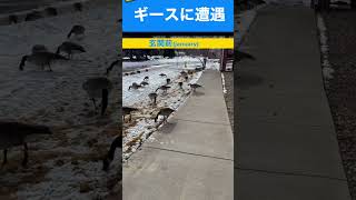 【渡り鳥グースgoose】感激!!こんなに近いcanadian geese rest for 2hrs on grass「colorado アラフィフ巨婦 ずぼらコロラド遊ぶ暮らし vlog 大型犬」