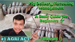 Basic Management of PIG during DELIVERY/FARROWING | Farrowing Management