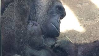 ママゴリラの腕まくらに安心する子ゴリラのキンタロウ。【京都市動物園】