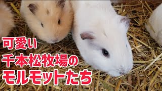 千本松牧場のモルモットたち Guinea pigs at Senbonmatsu Farm　癒し動画