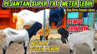 Jual Kambing Pe Harga 3 Juta Cempe Jantan Betina Dan indukan Terbaru